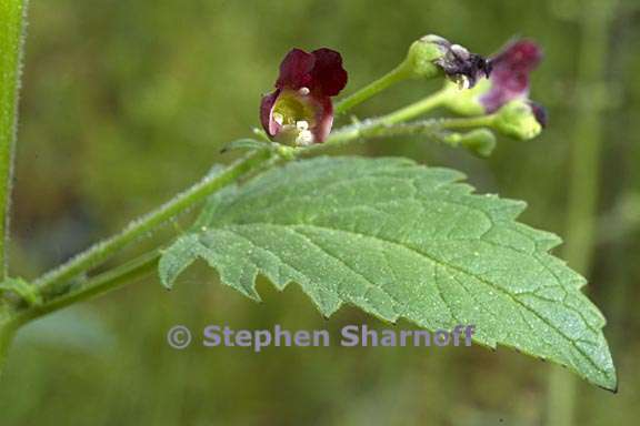 scrophularia californica 3 graphic